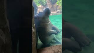 Hippo or Human?