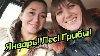Грибы зимой!Сбор грибов в январе.