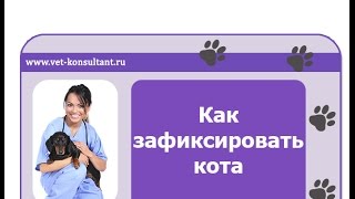 Как зафиксировать кота