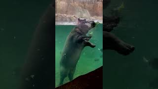 Fritz and Fiona Love Lettuce Time in Hippo Cove - Cincinnati Zoo #shorts