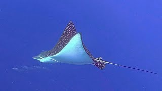 Рыбы Красного моря с названиями. Каталог. Fish of Red Sea. Фильм 2-й.Опасные. Египет. Шарм-Эль-Шейх.