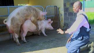NATURAL BREEDING IN PIGS