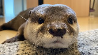 ふわふわのペットハウスに入らないカワウソへの対策が凄すぎた Too great a measure for otters that won't fit in fluffy pet houses.