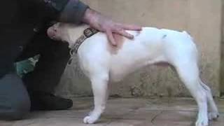 Dog Training - Train Your Dog to Stand on Command