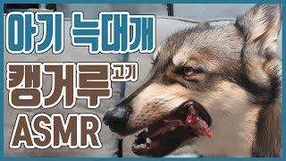 울프독의 캥거루 먹방 ASMR