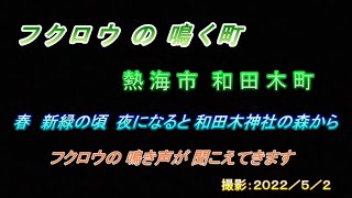熱海市和田木町の記録　フクロウの鳴く町　２０２２／５／２