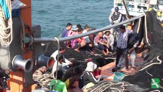 Thailand Strives to Fix Tarnished Fishing Industry
