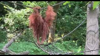 Orangutan Henry Loves to Climb - Cincinnati Zoo