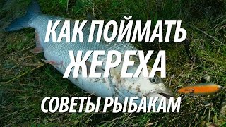 ЖЕРЕХОВАЯ РЫБАЛКА НА СПИННИНГ С БЕРЕГА. ЛОВЛЯ ЖЕРЕХА НА РЕКЕ ОДЕР