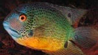 Цихлазомы северум ложный дискус (Heros severus swims in the aquarium