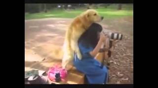 СЕКС МАНЬЯК СОБАКА СПАРИВАЕТСЯ С ЖЕНЩИНОЙ ОЧЕНЬ СМЕШНО! Dog mates with woman