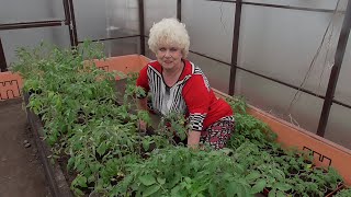 Почему я высадила в теплицу не по 2 томата в одну лунку? 