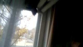 WTF мой кот почти выпрыгнул в окно !!!!!!!