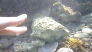 На мелководье мелкие рыбы защищаются, кусая руку. Красное море, рядом с отелем