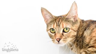 LIVE: Adoption room full of adorable cats and kittens! TinyKittens.com
