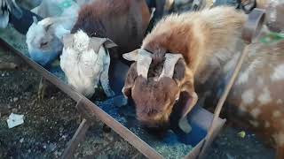 Deonar bakra mandi || 1st day || 21st august 2017 || part 3