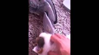 fetish cat