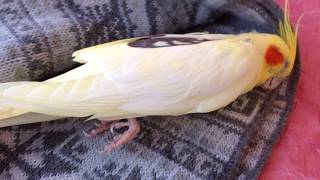 The bird has a heart attack. Gone Кеша корелла ушла 2005-2017 (наденьте наушники тихо, I'm sorry)