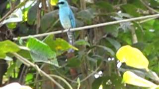 Verditer Flycatcher - male near Kulgi Nature Camp - Dandeli WLS