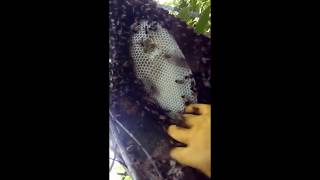 AKSI EXTREME BERBURU MADU LEBAH LIAR HUTAN PART 1