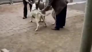 2014 NEWS mating 2014 funny 2014 NEW MATİNGDogs Mating 2013 dog mating,animal mating,animal mate,ani