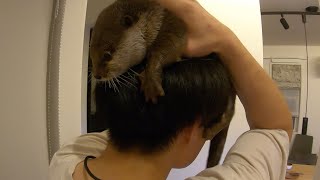 扉の向こうの見えない飼い主にもくっついて行こうとする健気カワウソ Otter trying to stick to its invisible owner