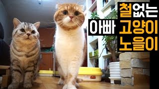 Dorky Dad Cat NOEL 철 없는 아빠 고양이 노을이 [SURI&NOEL]