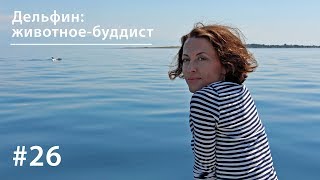 Дельфин: животное-буддист // Все как у зверей #26