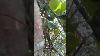 Bolang .."..!!  Madu liar