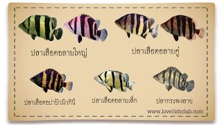 LFC-T เทปที่ 4  Siamese Tigerfish ปลาเสือตอ EP.2