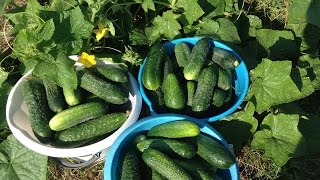 179. Установка сетки для огурцов. Подготовка грядки для огурцов.