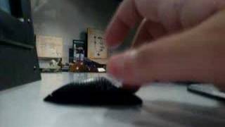 Fly Mating Game