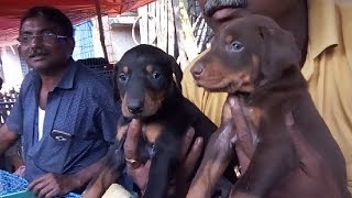 Energetic  Obedient  Sibling Doberman In Galiff Street l  Happy Customer With Doberman Puppy