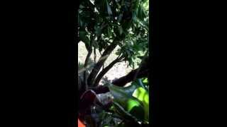 Stupid kid pees off of a tree