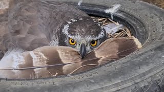 Ястреб на гнезде из покрышки, его ушки и яйца - самое милое, что вы увидите сегодня