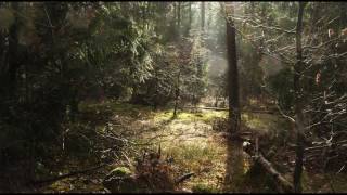 Forest Rain Ambience | 12 Hour Nature and Rain Soundscape