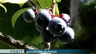 Лікувальні властивості чорниці