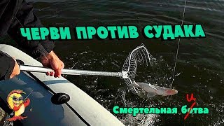 ЧЕРВИ ПРОТИВ СУДАКА. СМЕРТЕЛЬНАЯ БОТВА.