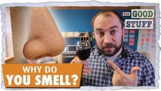 Why Do You Smell?