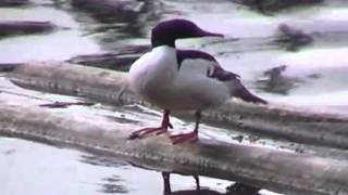 Mergus merganser