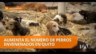 Aumenta el número de perros envenenados en Quito -Teleamazonas