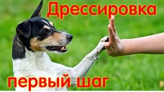 Дрессировка собак первое вводное занятие по ОКД