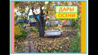 РЕДИСКА и ВИНОГРАД дары осени