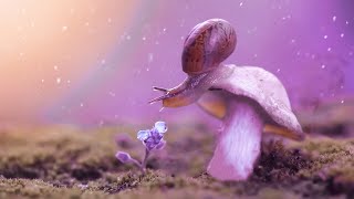Meditative Relaxing Music | 528Hz Miracle Healing | Relaxing Instrumental Zen | Solfeggio Frequency