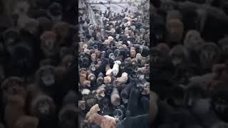 Китайцы живодёры, собаки на мясо..