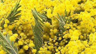 В Сочи начались сезонные поставки мимозы из Абхазии