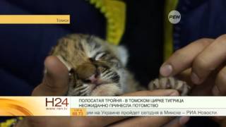 В Томском цирке тигрица родила тройню