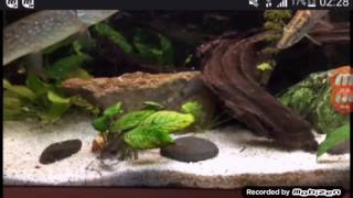 Top 10 poissons prédateurs en aquarium
