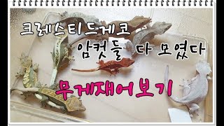 크레스티드게코 암컷들 다 모아서 무게재어보기 그중에 갑은?