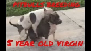 pitbulls breeding
